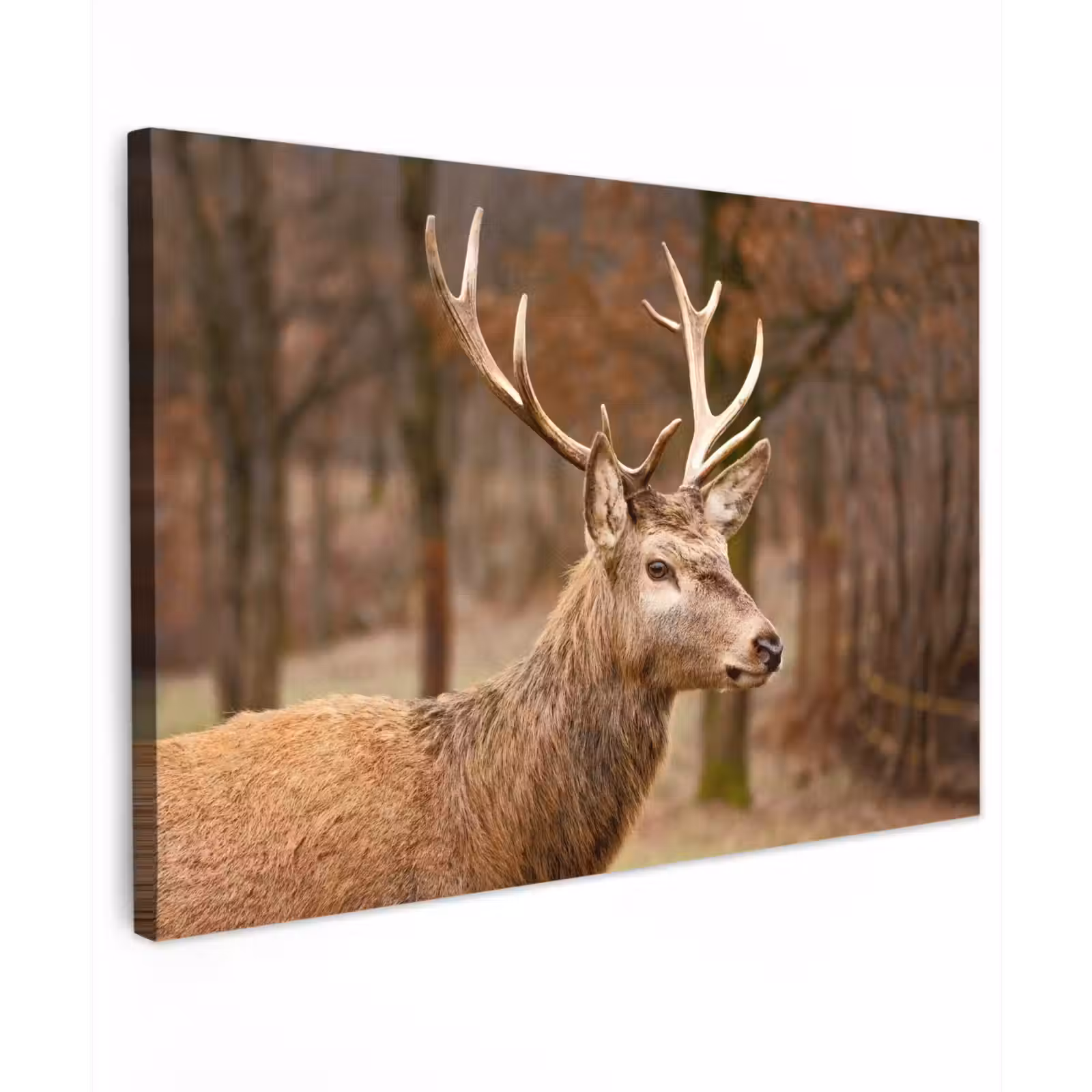 Buiten canvas - Hert - Dier - Bos - Herfst - Hertenkop - Bruin - Natuur — 1