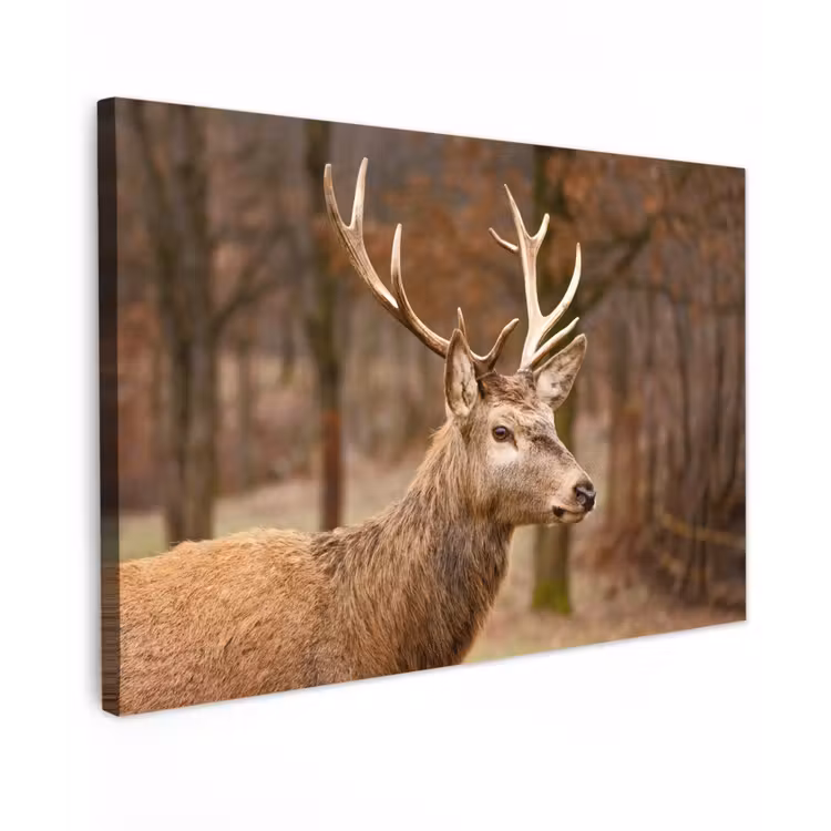 Buiten canvas - Hert - Dier - Bos - Herfst - Hertenkop - Bruin - Natuur — 1