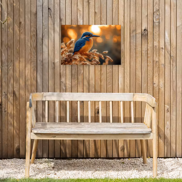 Buiten canvas - IJsvogel - Herfst - Vogels - Zon - Natuur - Herfsttakken — 3