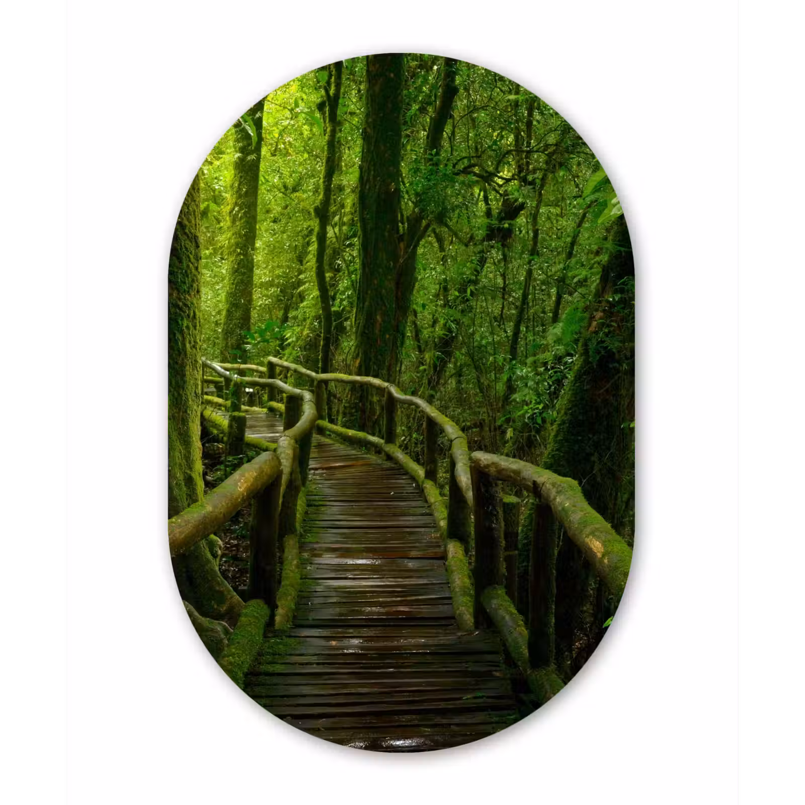 Muurovaal - Jungle - Brug - Mos - Natuur - Tropisch — 1
