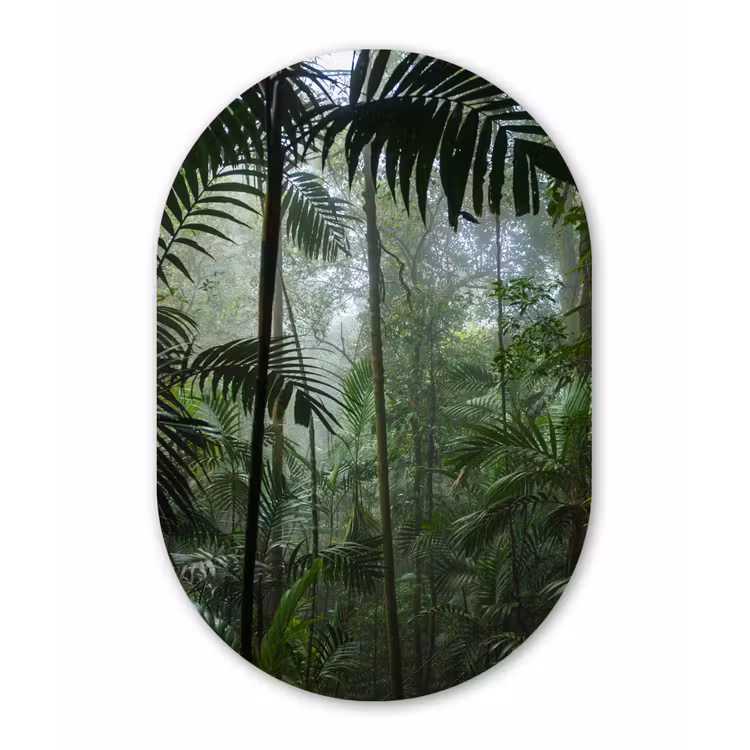 Muurovaal - Regenwoud - Tropisch - Jungle - Bomen - Planten — 3
