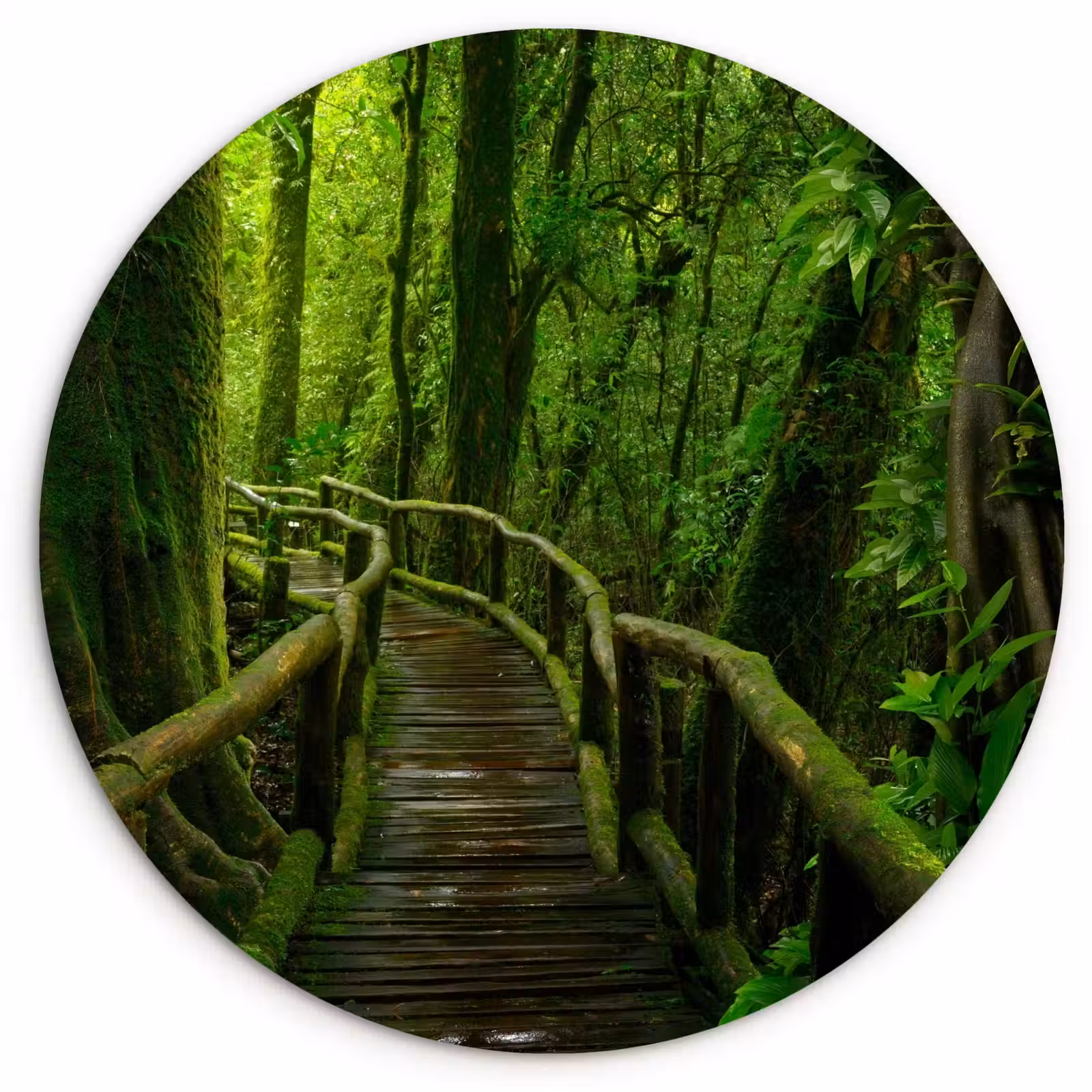 Muurcirkel - Jungle - Brug - Mos - Natuur - Tropisch — 1