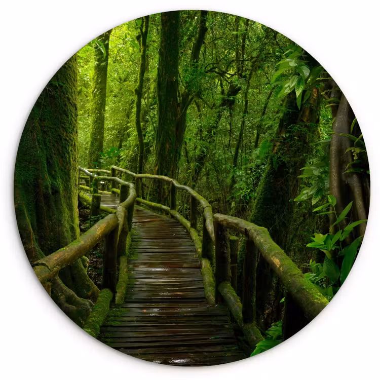 Muurcirkel - Jungle - Brug - Mos - Natuur - Tropisch — 1