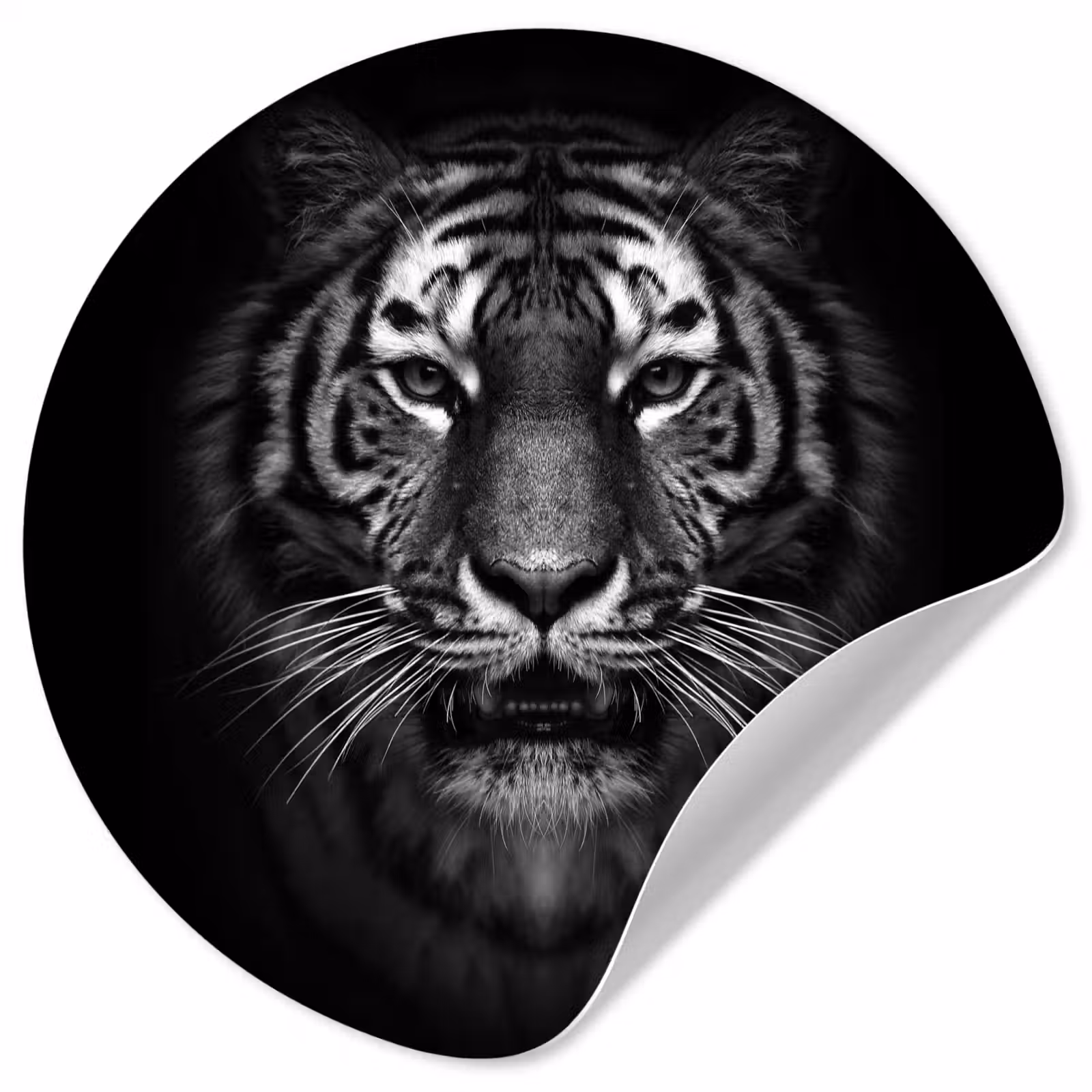 Behangcirkel - Tijger - Dieren - Zwart - Wit - Portret - Wild — 1