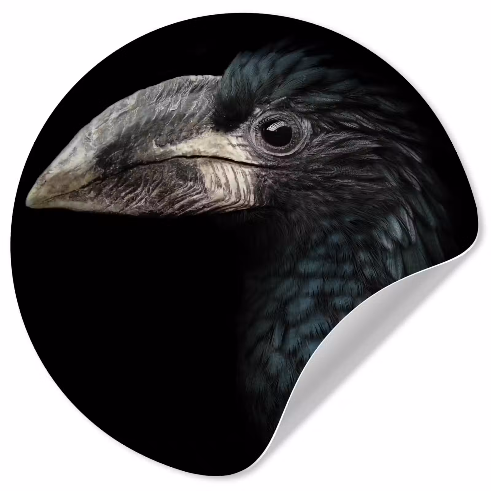 Behangcirkel - Vogel - Portret - Neushoornvogel - Zwart - Dieren — 1