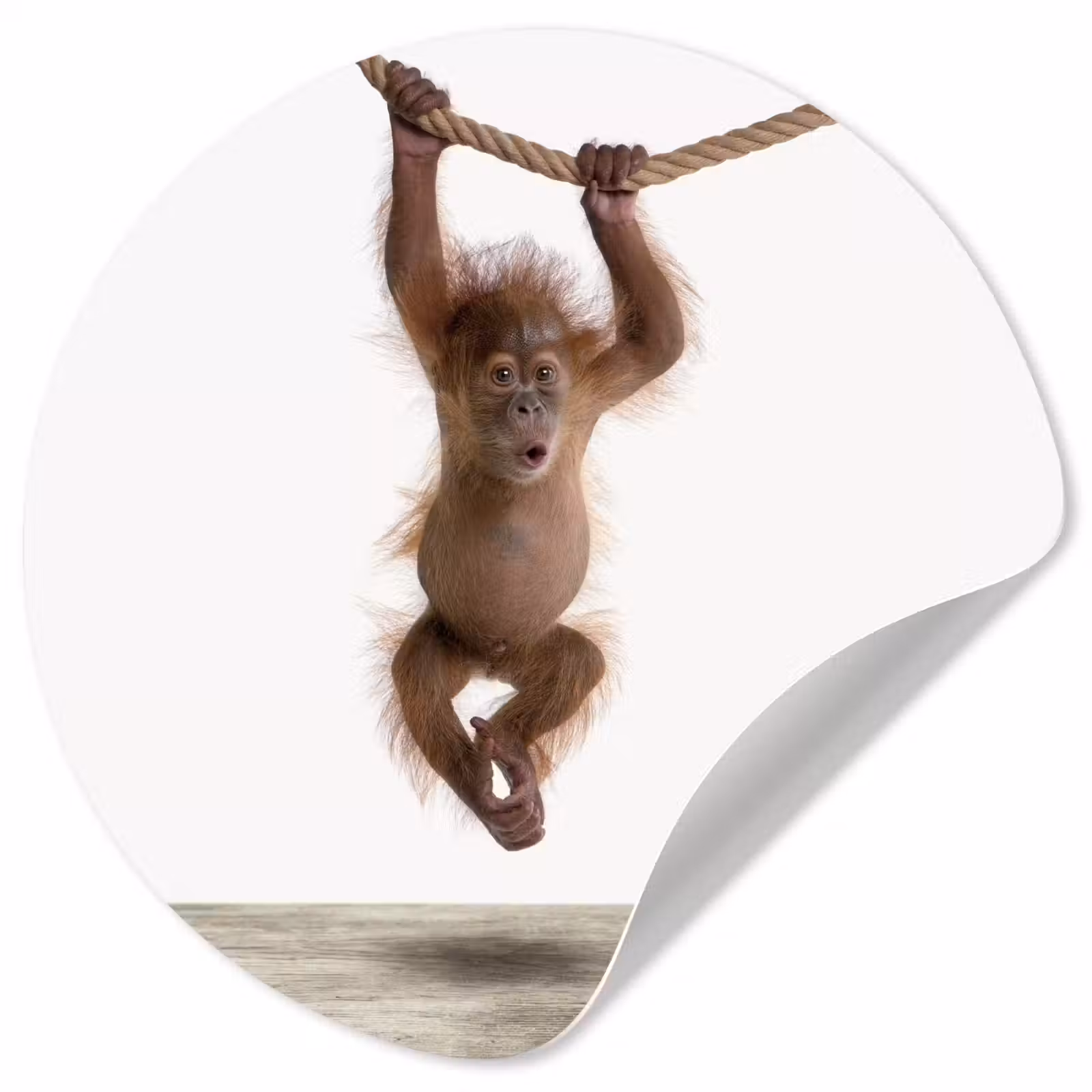 Behangcirkel - Aap - Dieren - Kinderen - Orang Oetan - Jongetjes - Meisjes — 1