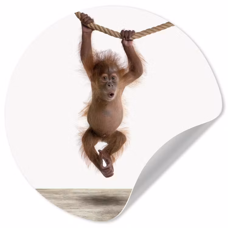 Behangcirkel - Aap - Dieren - Kinderen - Orang Oetan - Jongetjes - Meisjes — 1