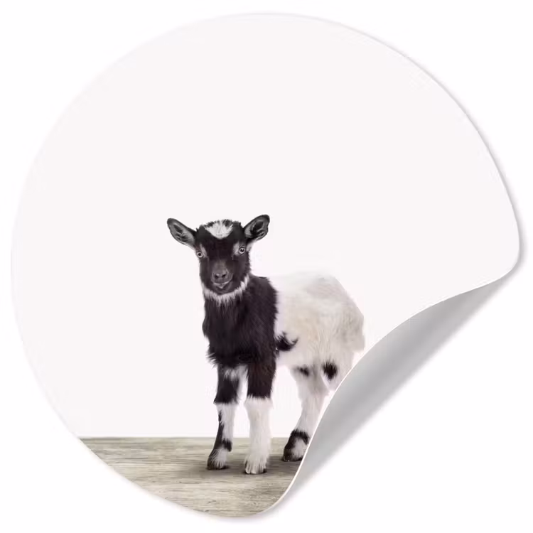 Behangcirkel - Geit - Dieren - Kinderen - Jongens - Meisjes — 1