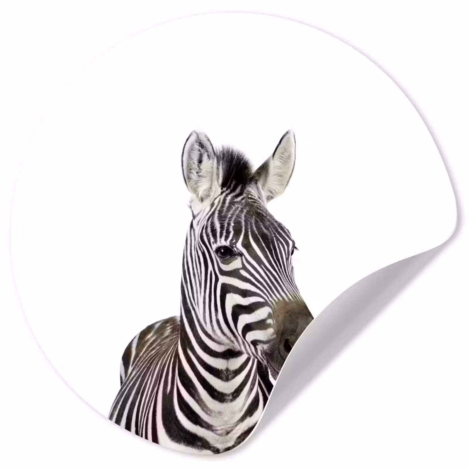 Behangcirkel - Dieren - Zebra - Kinderen - Wit - Portret- Meisjes — 1