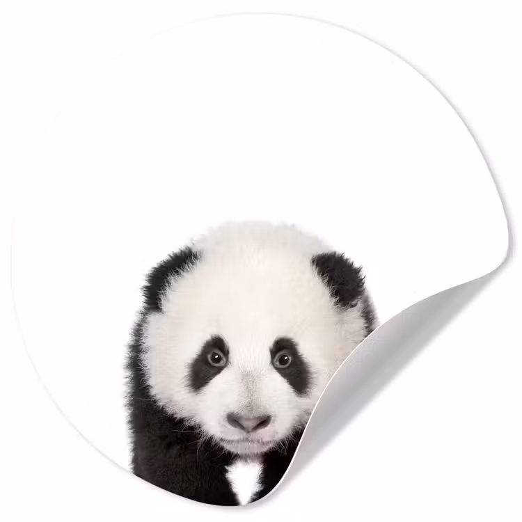 Behangcirkel - Dieren - Kinderen - Panda - Meisjes - Jongens — 1