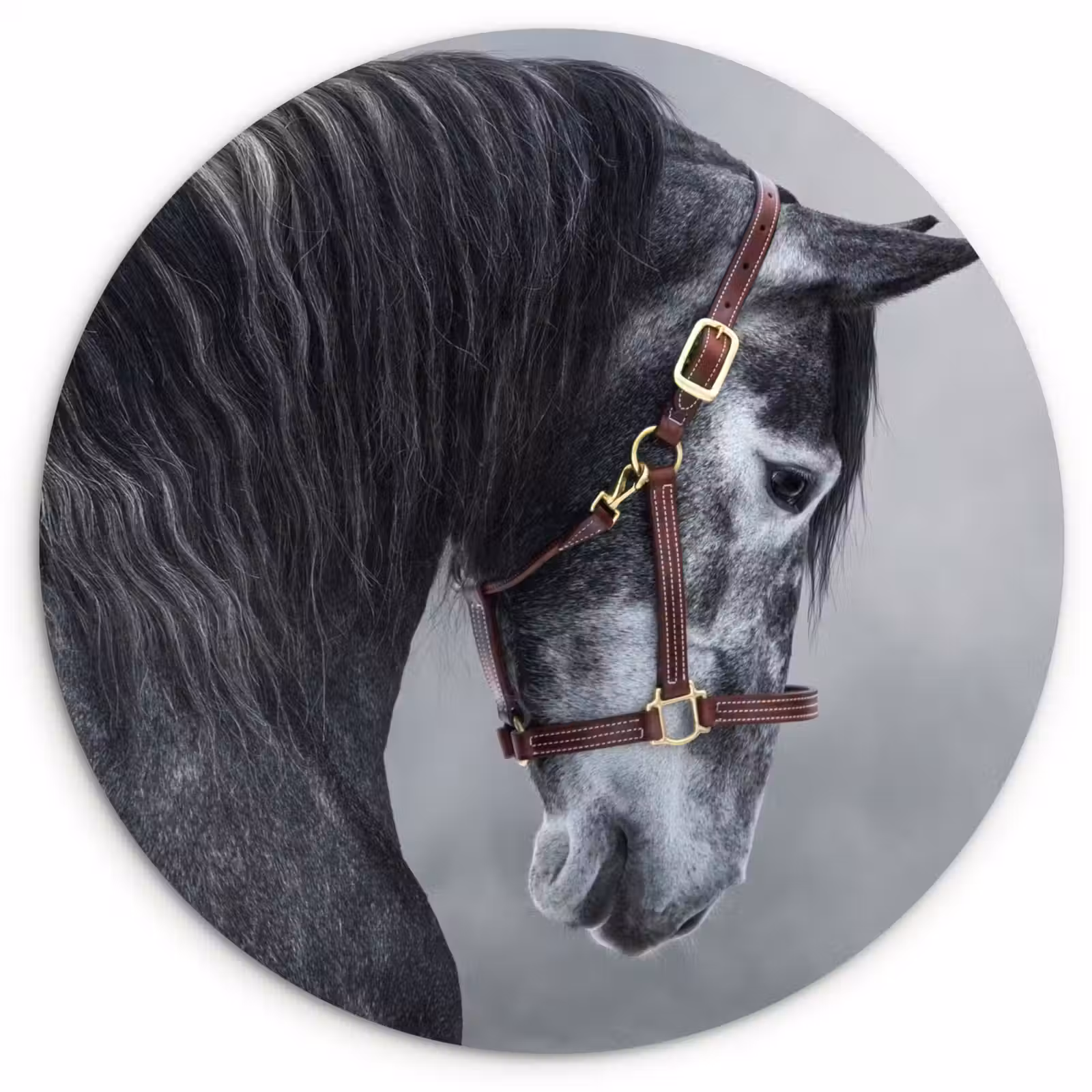 Muurcirkel - Paard - Grijs - Bruin - Dieren - Rook — 1