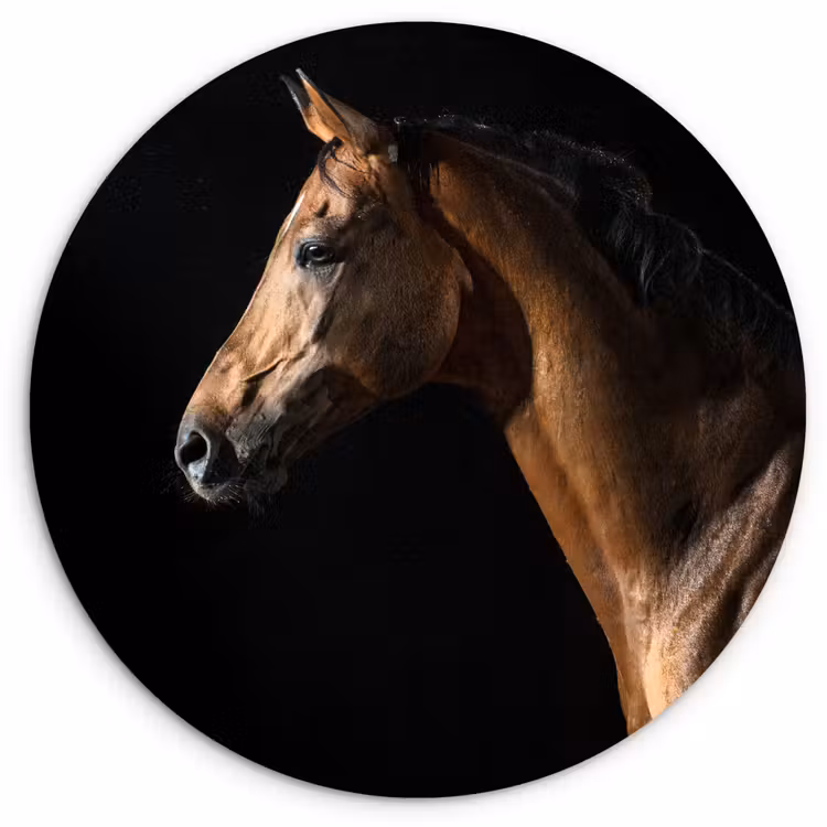Muurcirkel - Paard - Dieren - Nacht - Zwart — 1