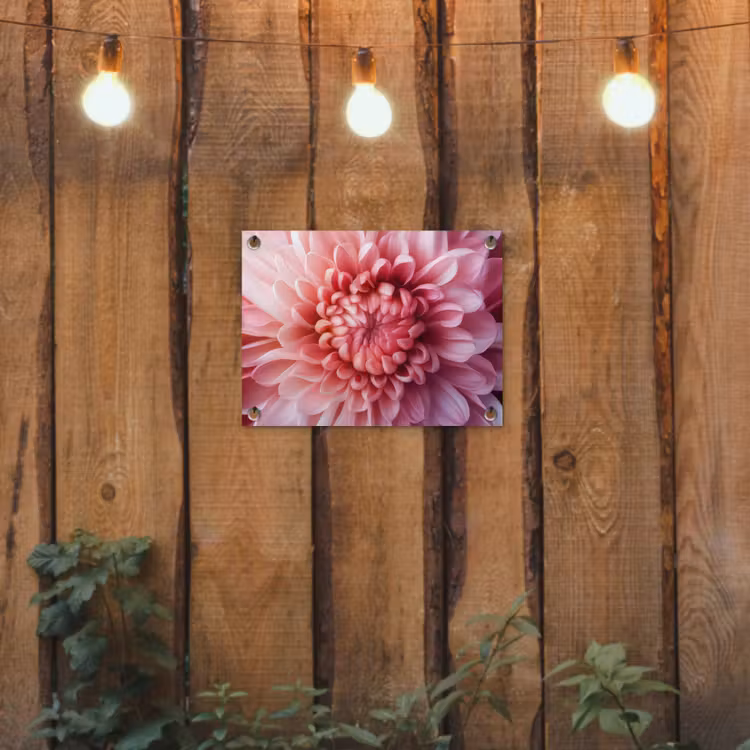 Tuinposter - Roze Dahlia Close-up — 2