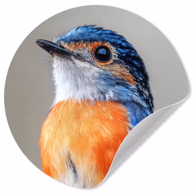 Behangcirkel - Kleurrijk - Vogeltje - Veren - Blauw — 1