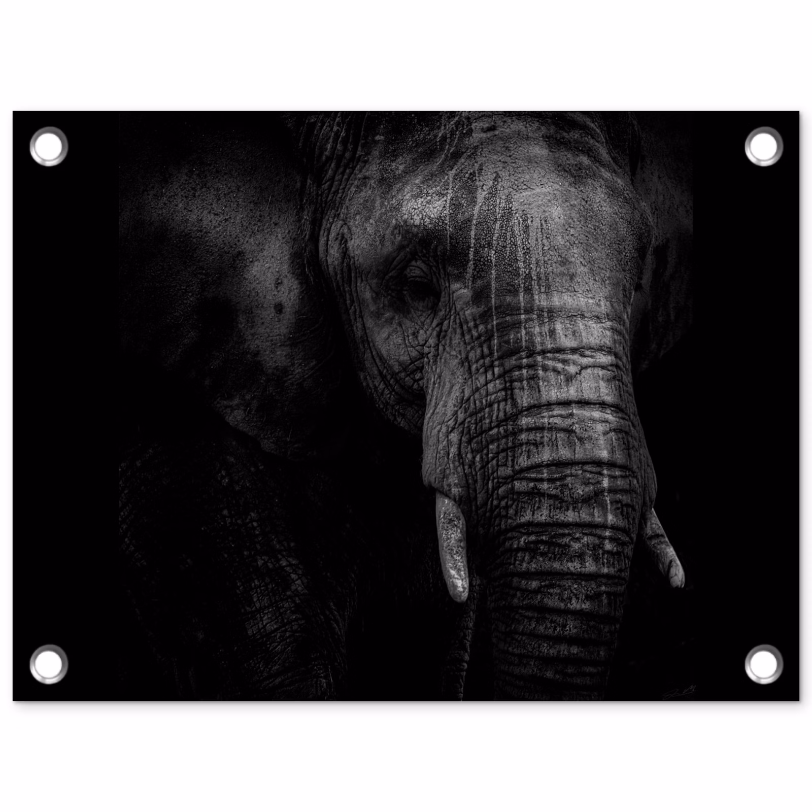 Tuinposter - Elefant - Tier - Porträt — 1