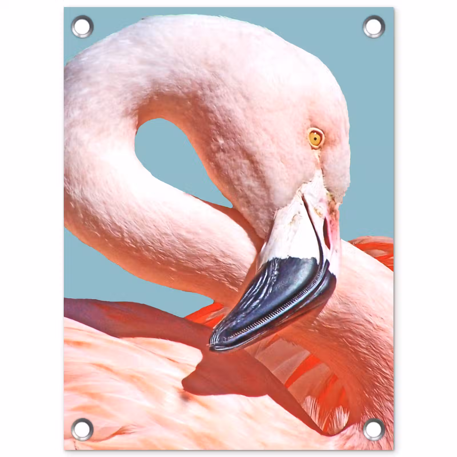 Tuinposter - Close-up flamingo — 1