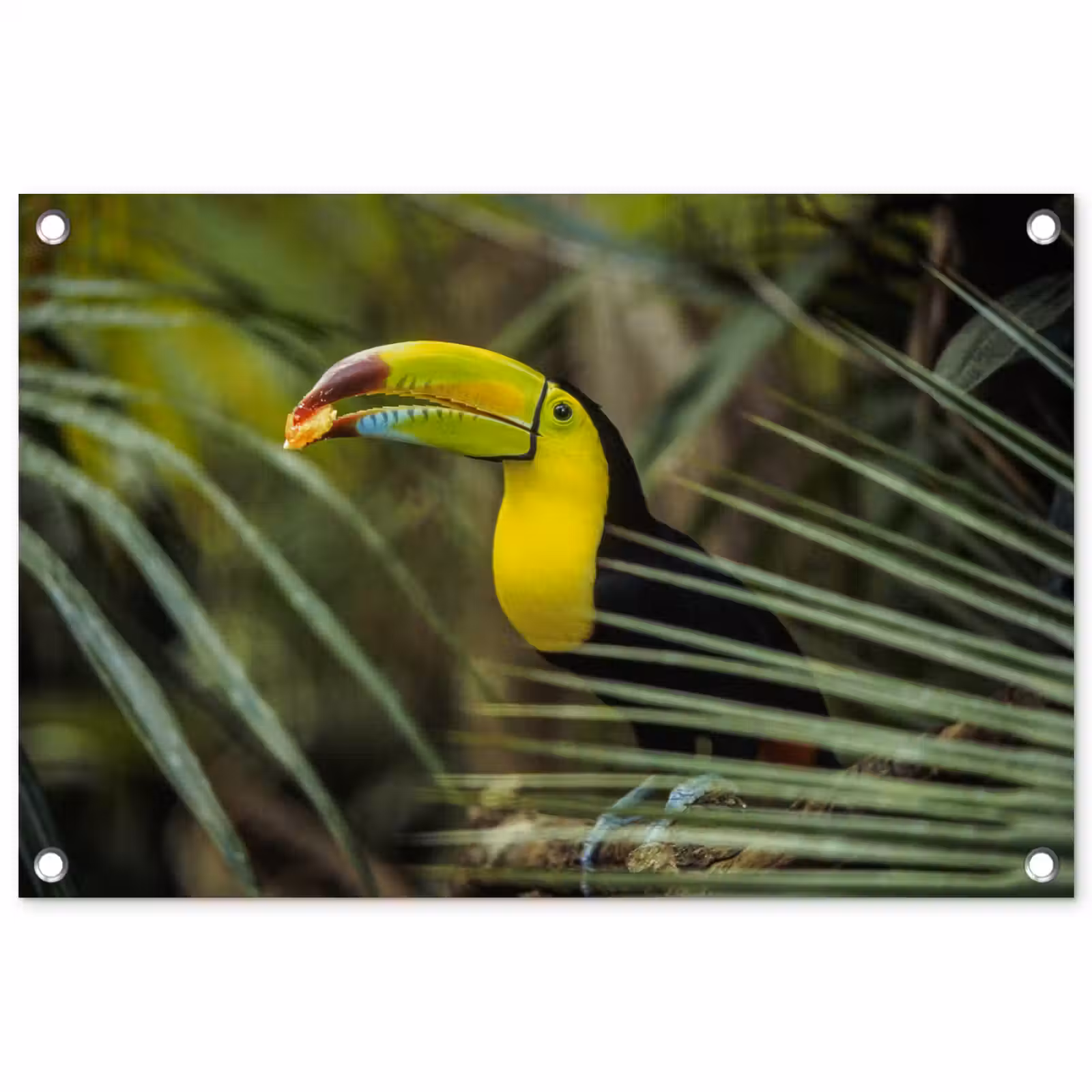 Tuinposter - Close-up van een etende toekan — 1