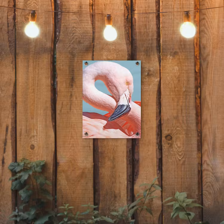 Tuinposter - Close-up flamingo — 2