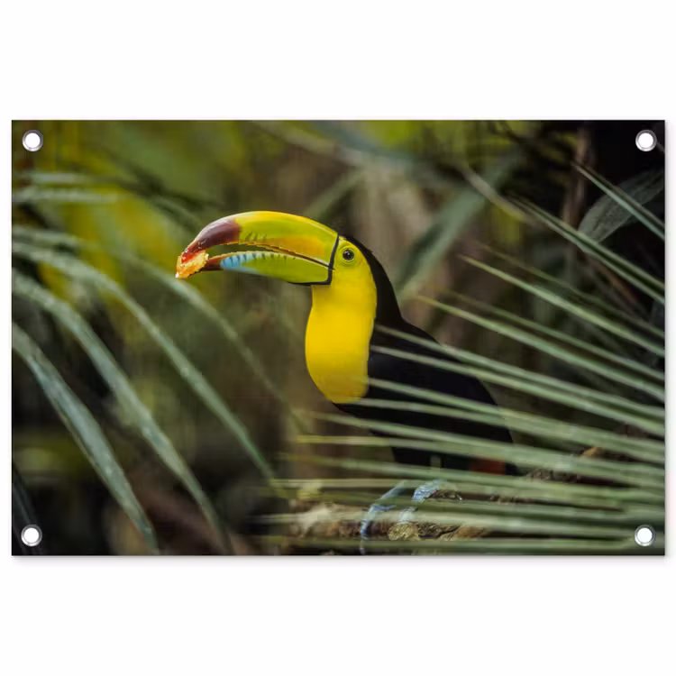 Tuinposter - Close-up van een etende toekan — 1