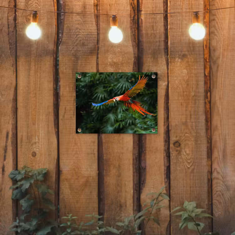 Tuinposter - Kleurrijke papegaai is aan het vliegen — 2