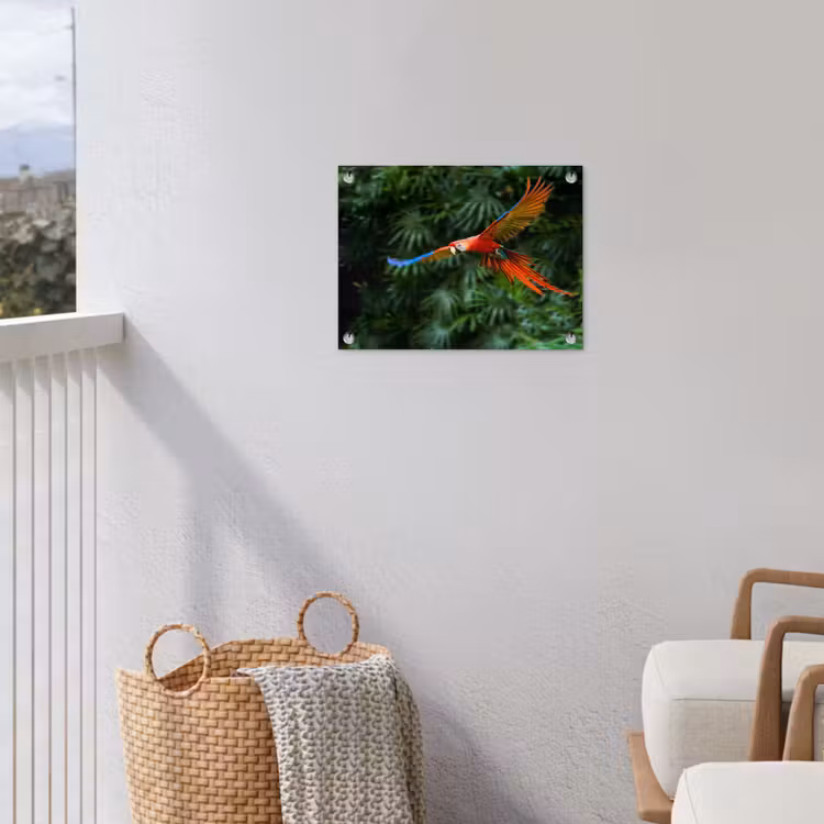 Tuinposter - Kleurrijke papegaai is aan het vliegen — 3