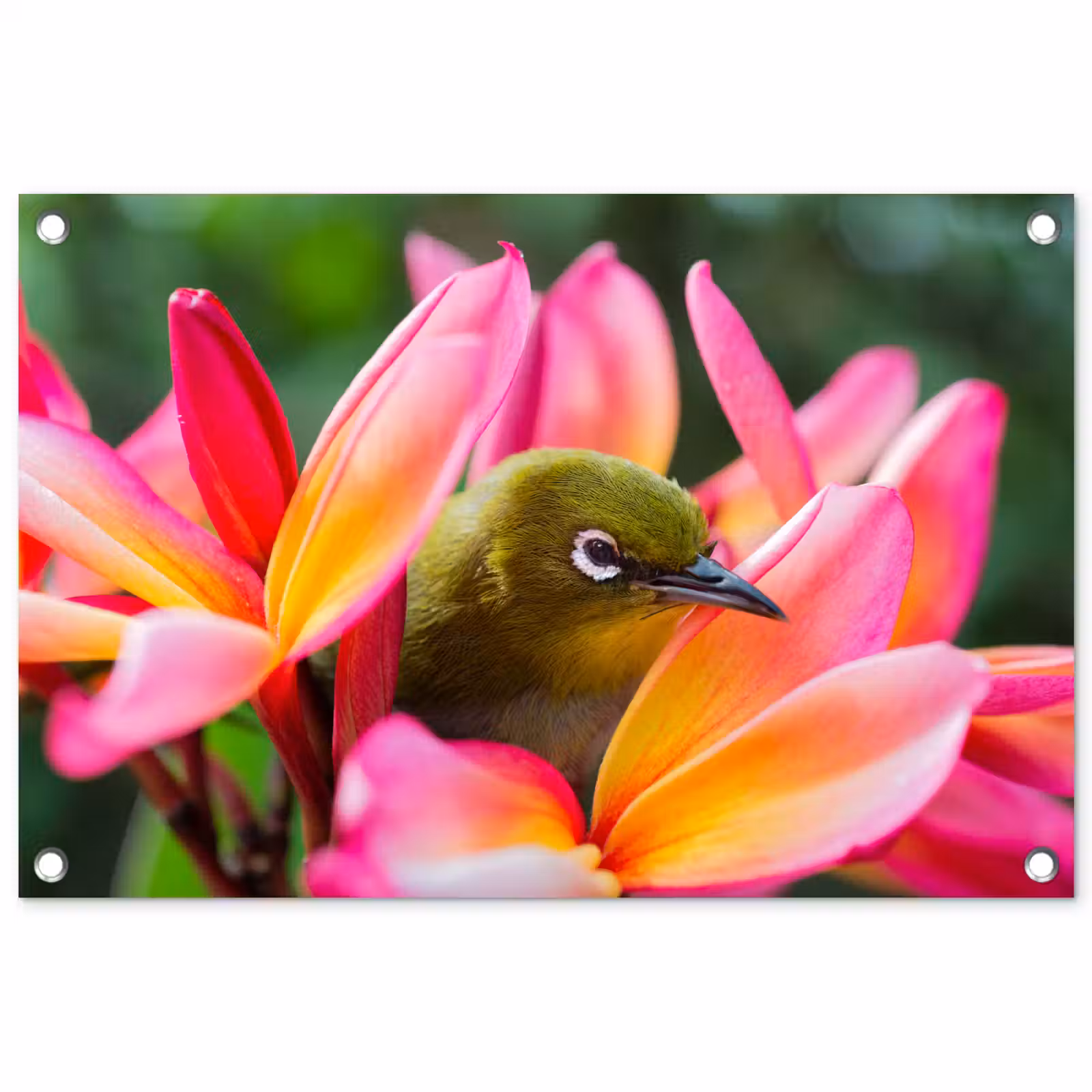 Tuinposter - Tropische vogel tussen roze bloem — 1