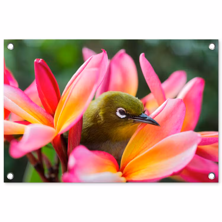 Tuinposter - Tropische vogel tussen roze bloem — 1