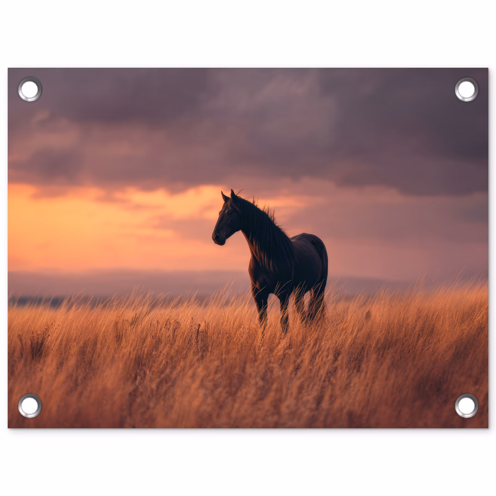 Tuinposter - Zwart Paard in Grasveld Zonsondergang — 1