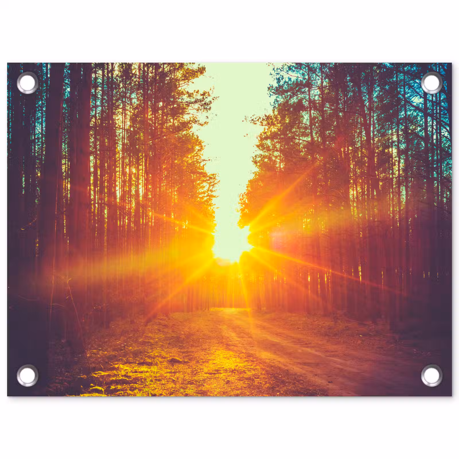 Tuinposter - Zonsondergang - Bomen - Bos - Natuur — 1