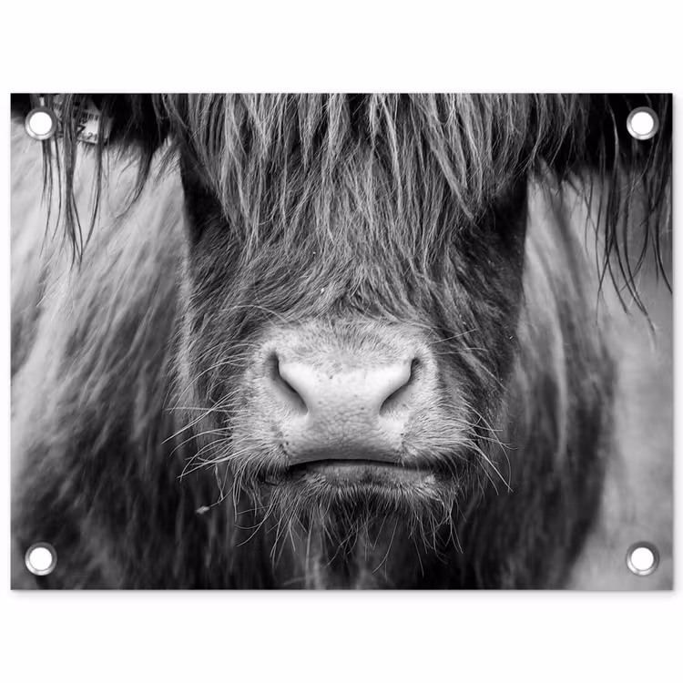 Tuinposter - Schotse hooglander - Koe - Zwart - Wit - Dieren