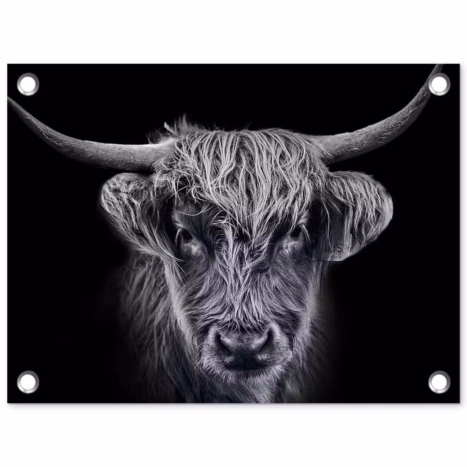 Tuinposter - Schotse hooglander - Zwart - Koe - Dieren — 1