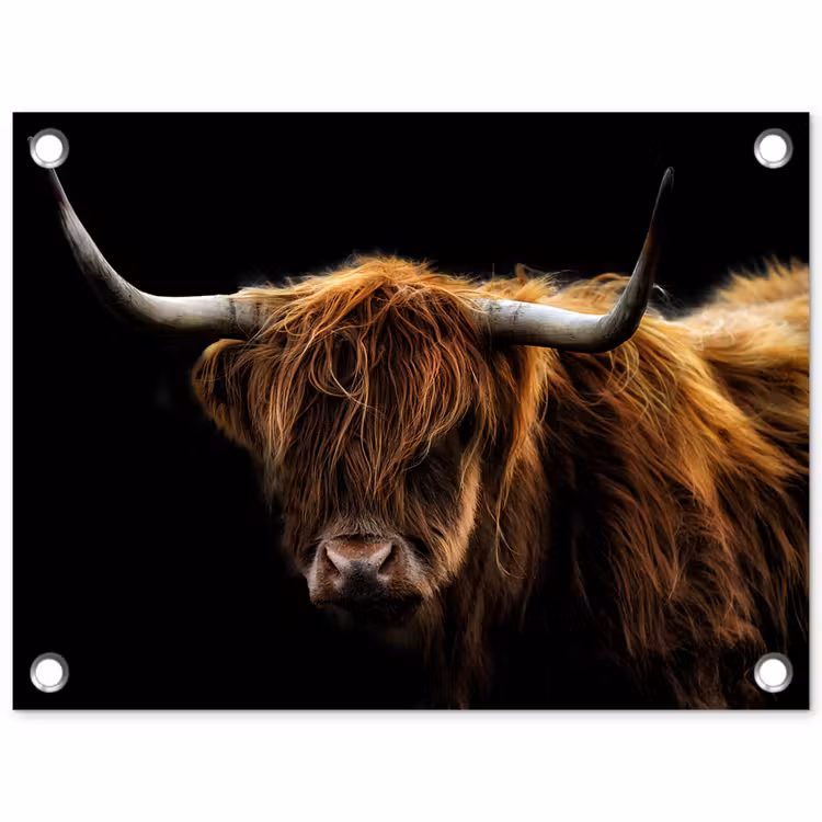 Tuinposter - Schotse Hooglander - Horens - Zwart - Dieren - Natuur - Wild - Koe