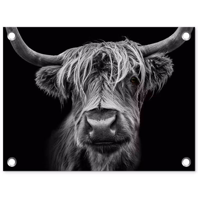 Tuinposter - Schotse Hooglander - Horens - Zwart - Wit - Koe - Wild - Dieren