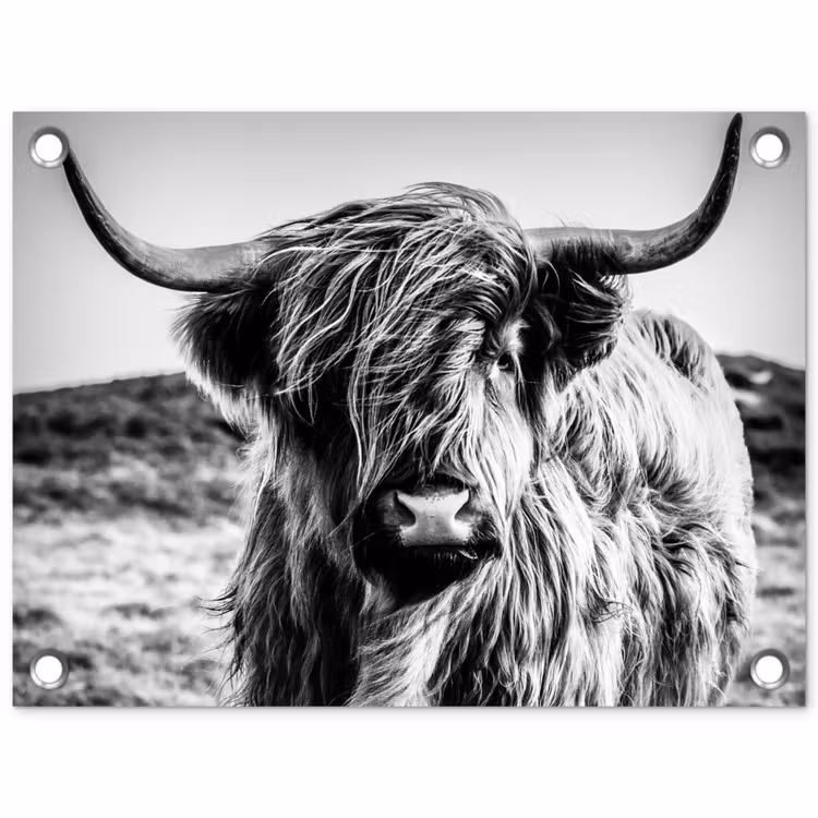 Tuinposter - Schotse hooglander - Natuur - Koe - Zwart - Wit