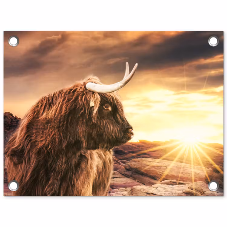 Tuinposter - Schotse hooglander - Zon - Horizon - Koe - Dieren