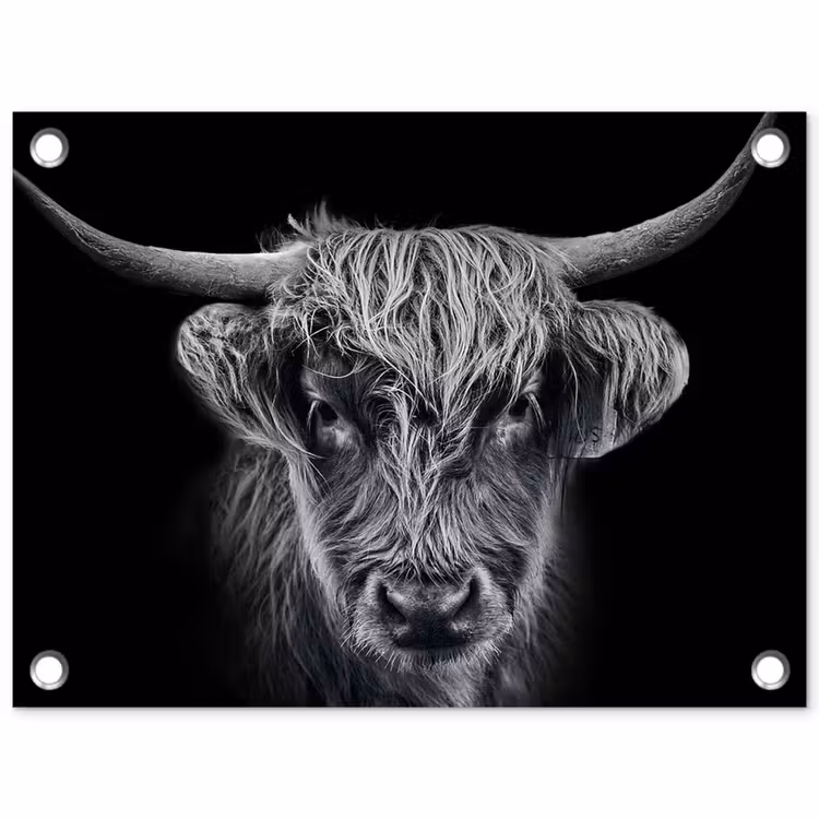 Tuinposter - Schotse hooglander - Zwart - Koe - Dieren