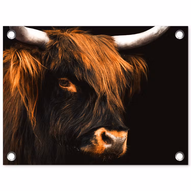 Tuinposter - Schotse hooglander - Zwart - Koe - Hoorn - Dieren