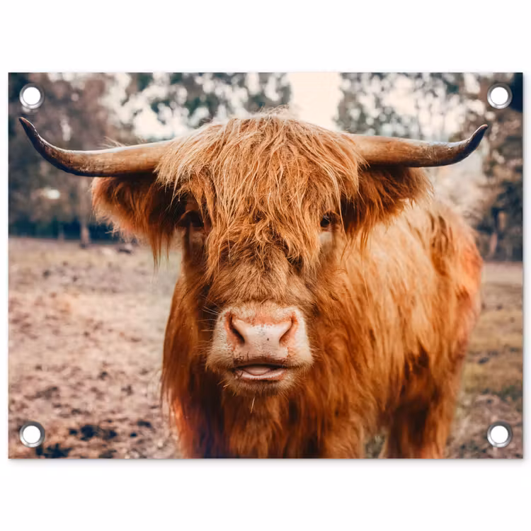 Tuinposter - Koe- Schotse hooglander - Hoorns - Bruin - Landschap