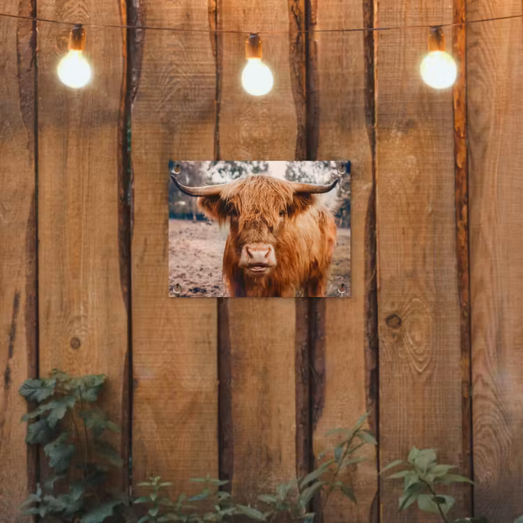Tuinposter - Koe- Schotse hooglander - Hoorns - Bruin - Landschap — 2