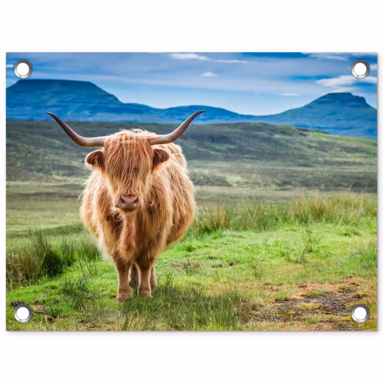 Tuinposter - Schotse hooglander - Koe - Natuur - Berg - Gras