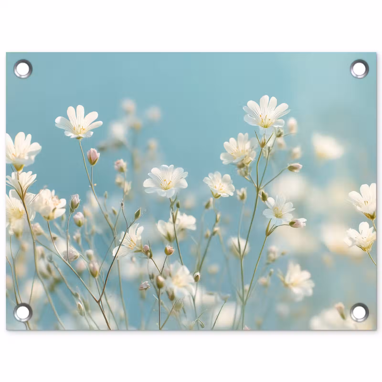 Tuinposter - Stengels - Bloemen - Lucht - Wit — 1
