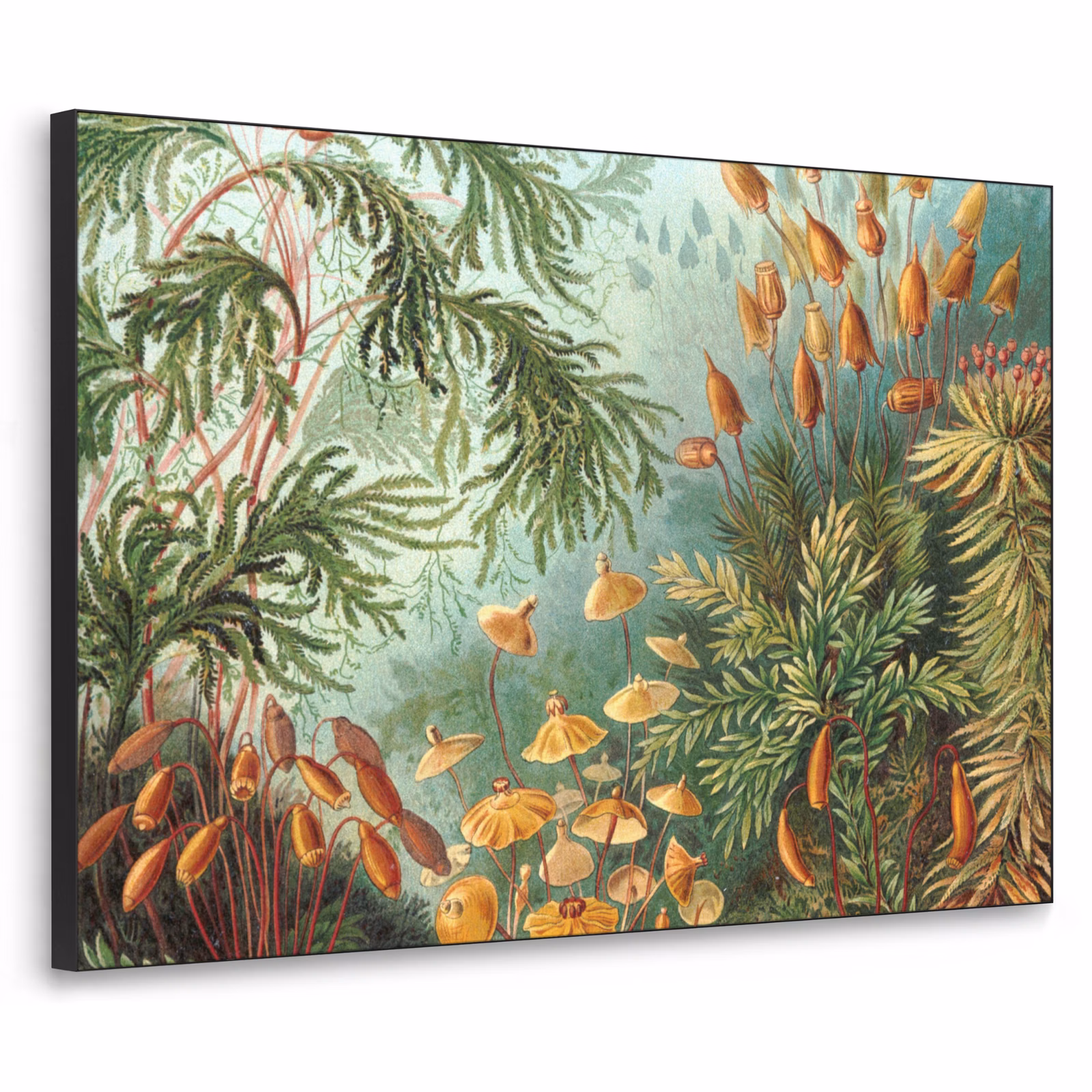 Art Frame - Oude meesters - Kunst - Muscinae - Haeckel — 1