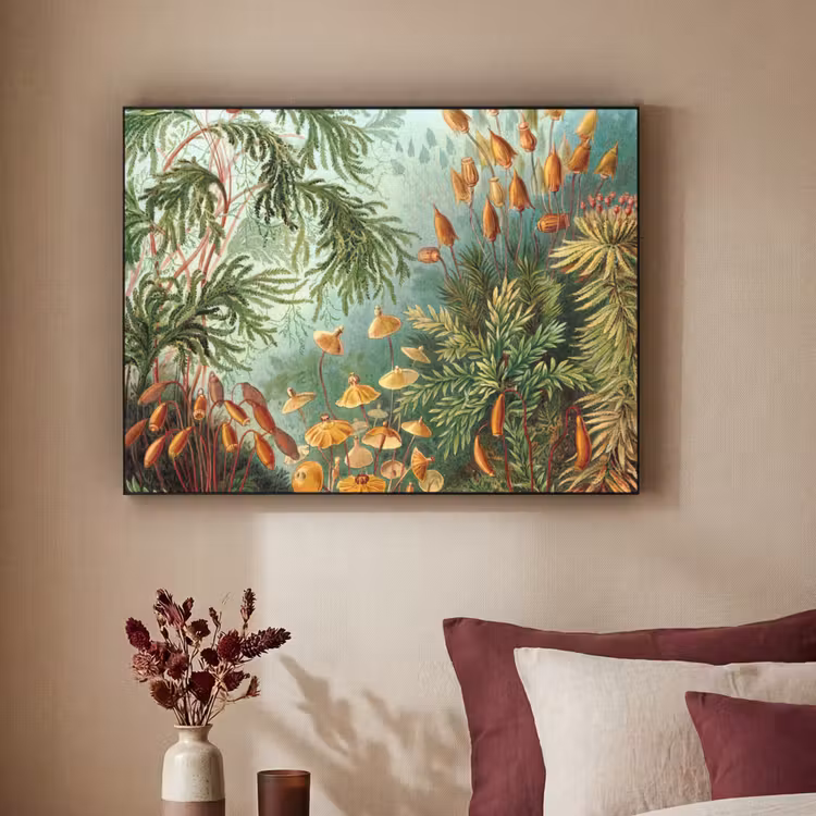 Art Frame - Oude meesters - Kunst - Muscinae - Haeckel — 3