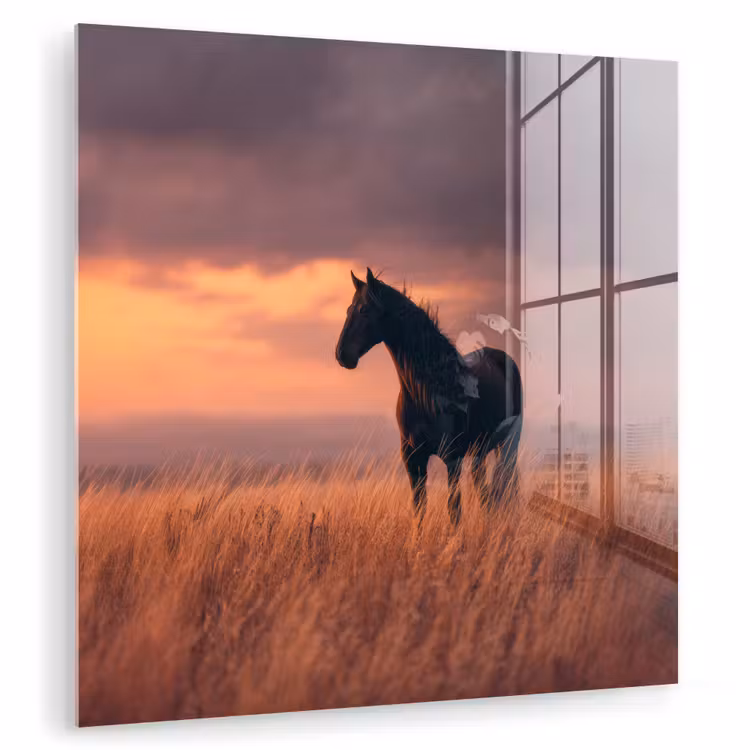 Glas schilderij - Zwart Paard in Grasveld Zonsondergang