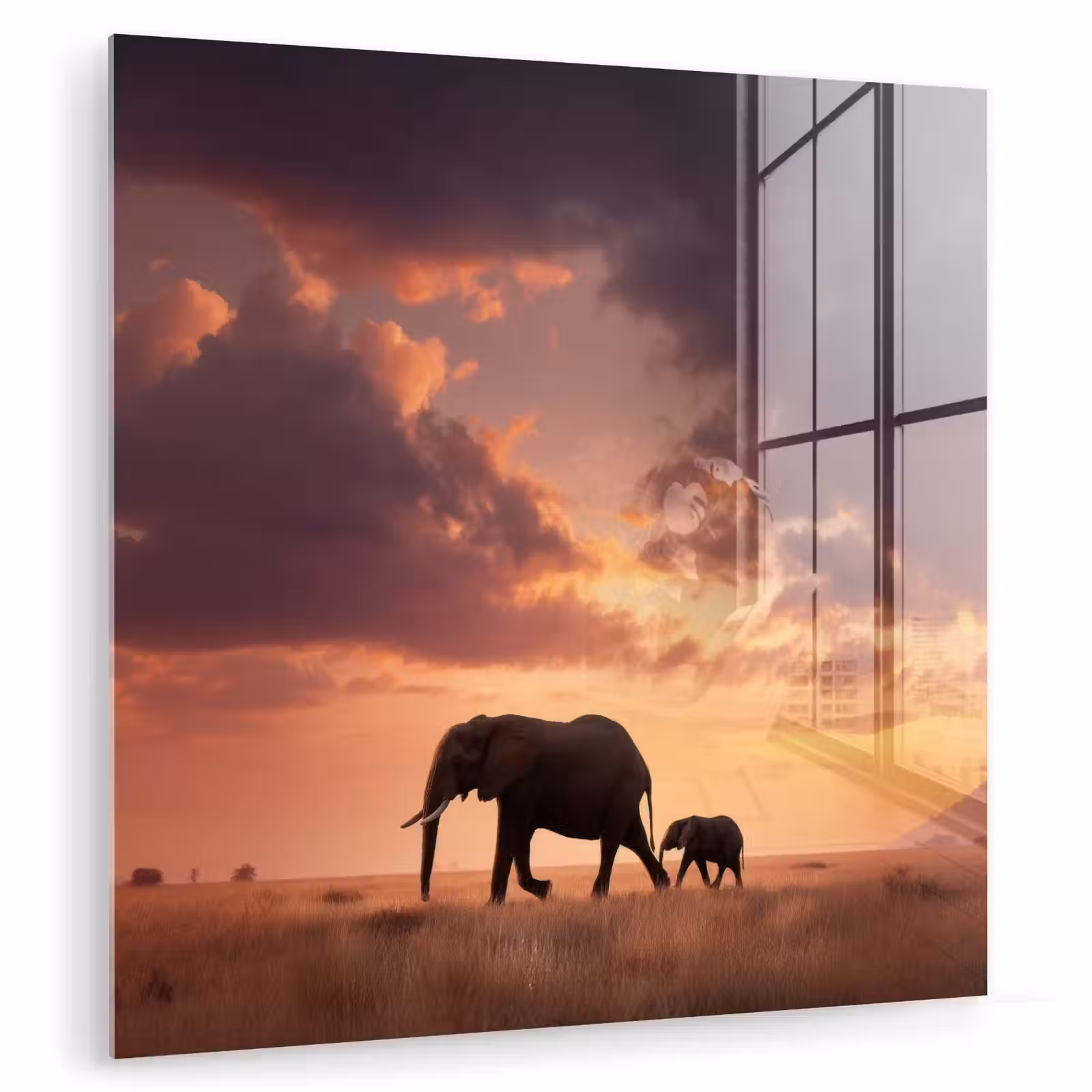 Glas schilderij - Olifanten - Grasland - Zonsondergang — 1