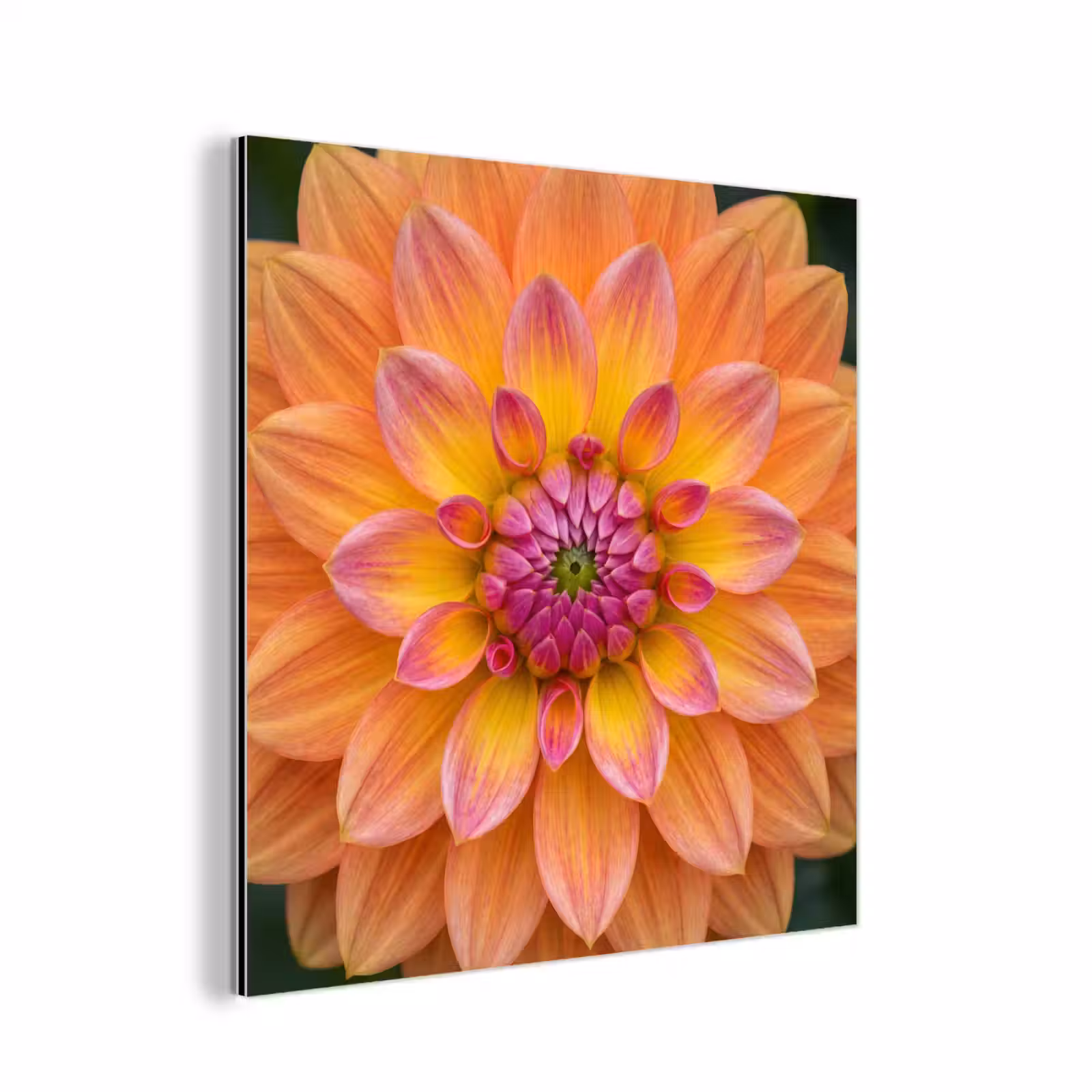 Aluminium schilderij - Dahlia - Bloem - Oranje — 1