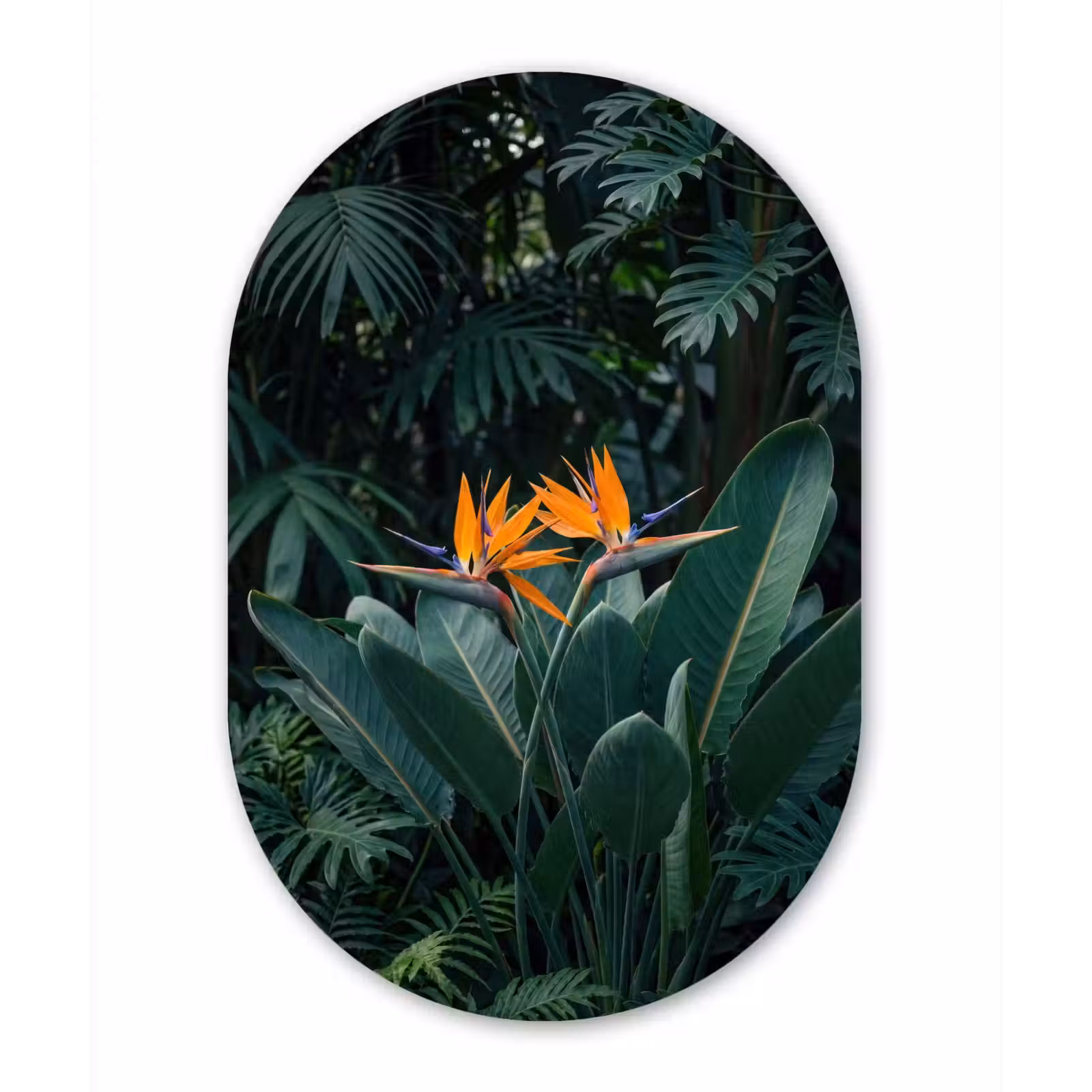 Muurovaal aluminium - Paradijsvogel - Bloem - Exotisch — 1
