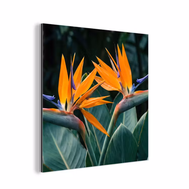Aluminium schilderij - Paradijsvogel - Bloem - Exotisch