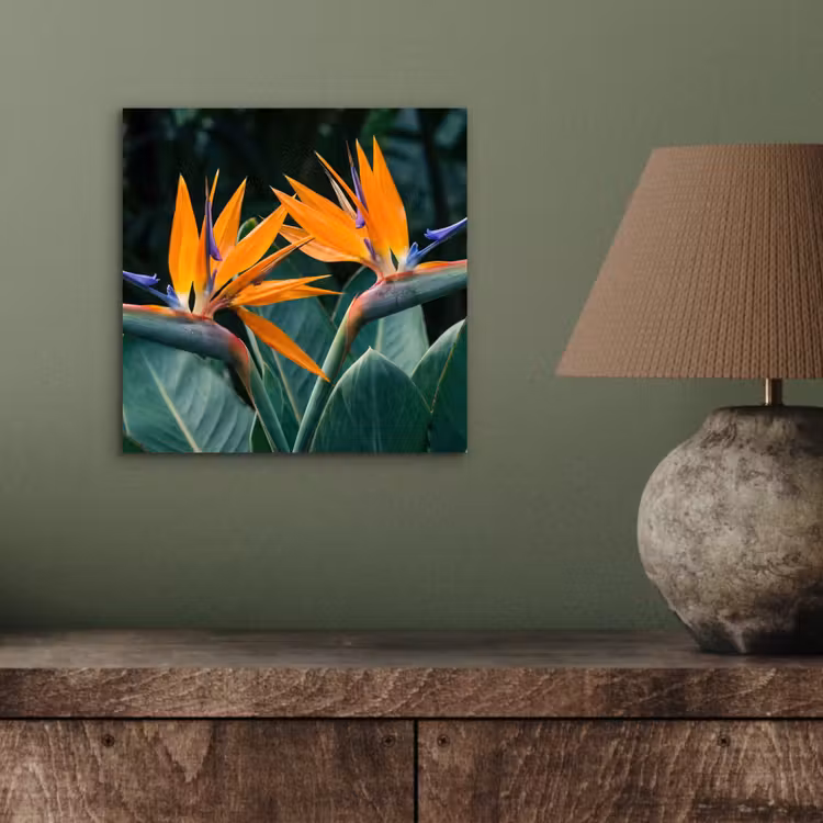 Aluminium schilderij - Paradijsvogel - Bloem - Exotisch — 3