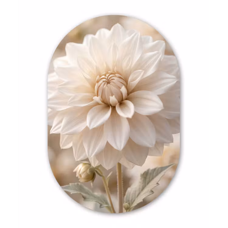 Muurovaal aluminium - Bloem - Dahlia - Wit